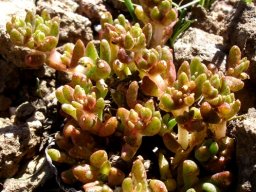 Crassula gemmifera